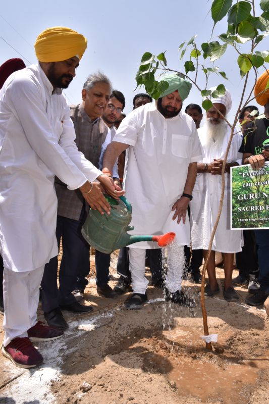 Captain Planting Plant