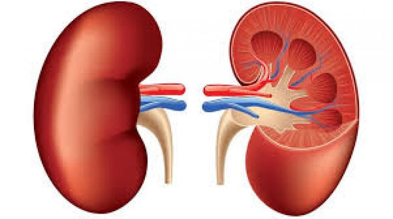 Kidney