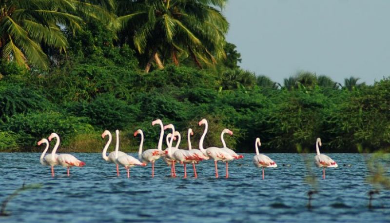Salim Ali bird sanctuary