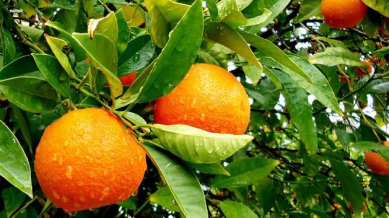 citrus fruits