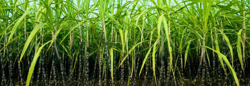 Sugarcane 