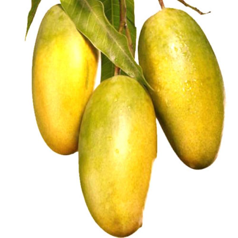 dasheri mango