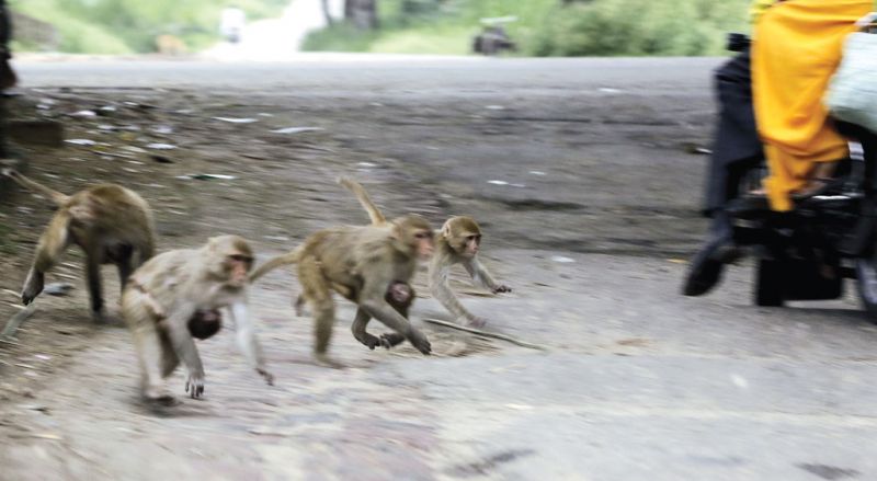 Monkeys