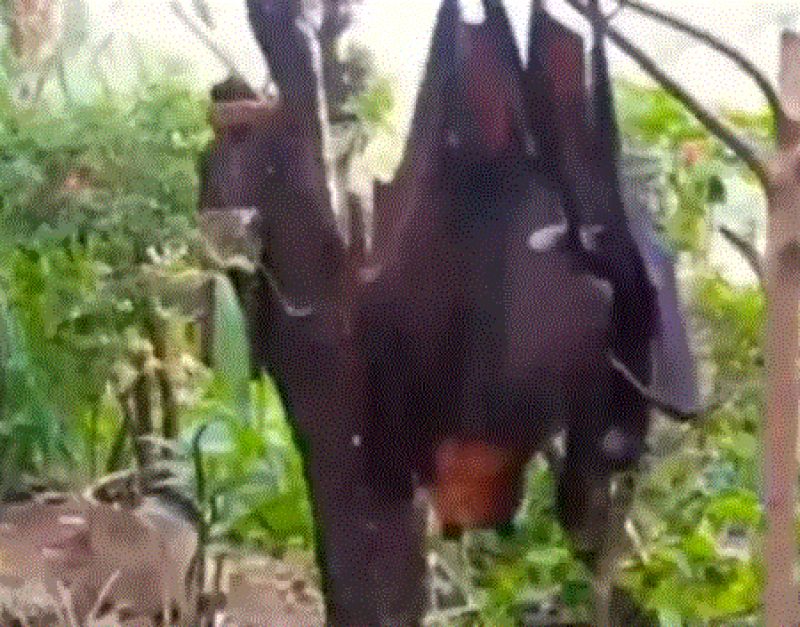 viral image of bat viral image of bat