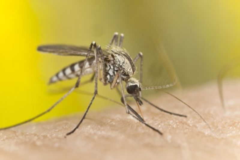 Mosquitoes Mosquitoes