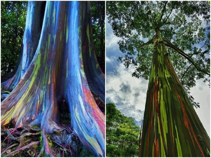 Rainbow Tree