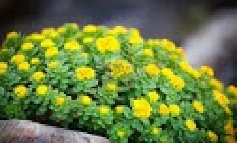 Sanjeevani plant solo in Ladakh 