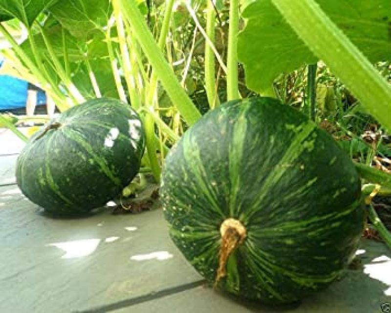 Halwa Pumpkin Crop