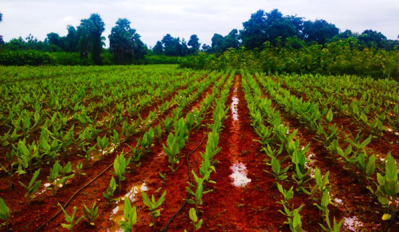 Turmeric cultivation