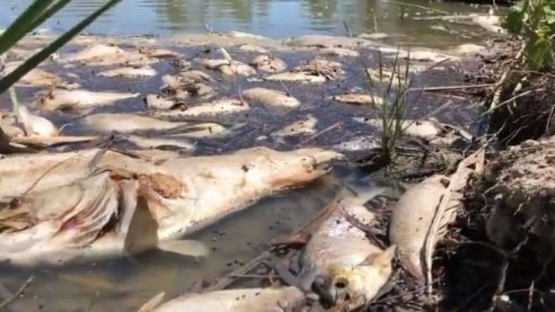 Fish Death Darling River