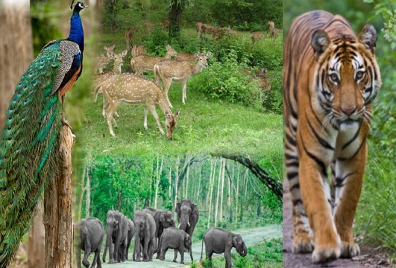 Bandipur National Park