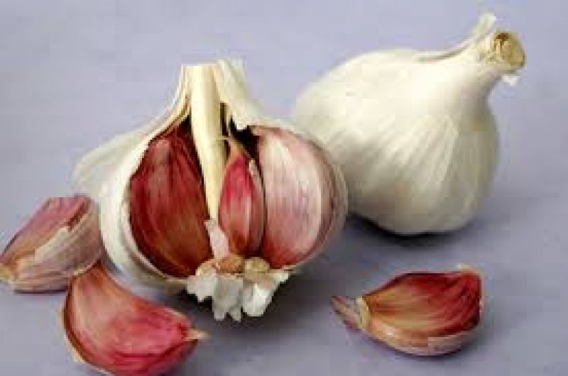garlic  garlic