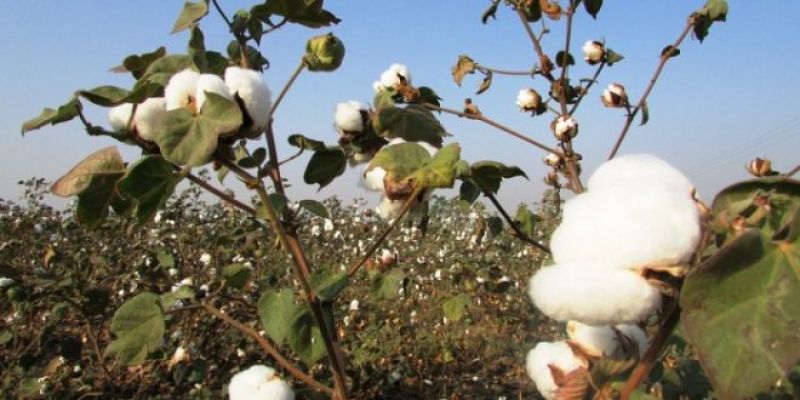 Cotton Farming