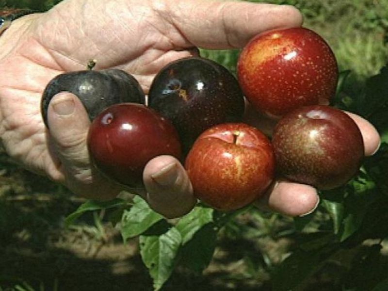 Plums Cultivate  Plums Cultivate