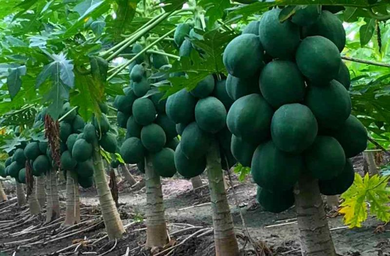 Papaya Farming