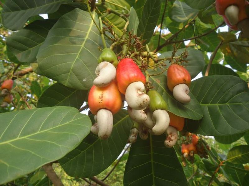 Cashew tree
