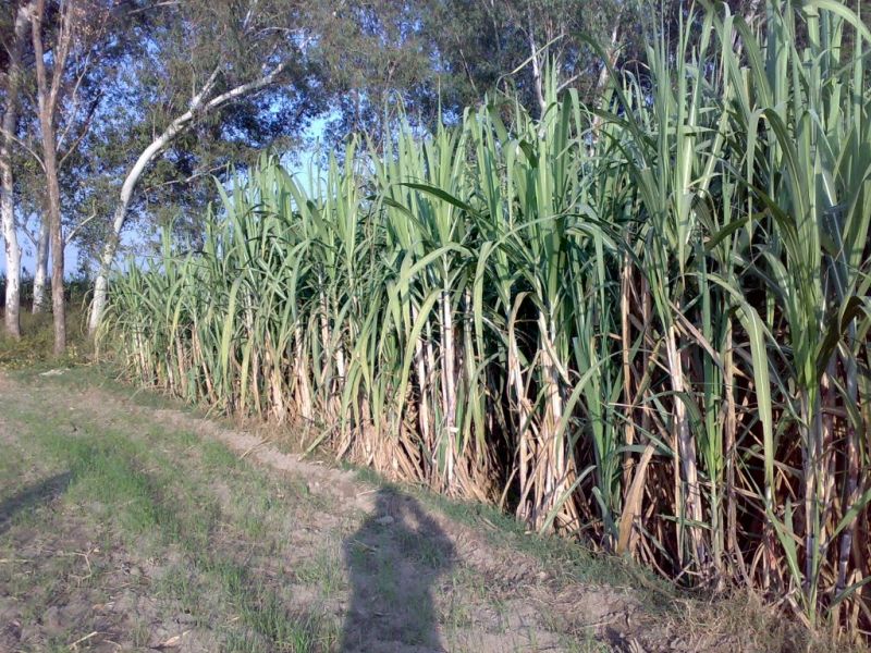 Sugarcane