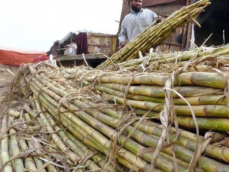 Sugarcane farmer