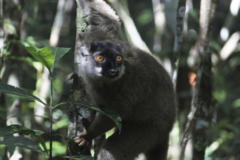 One million species at risk of extinction, UN report warns