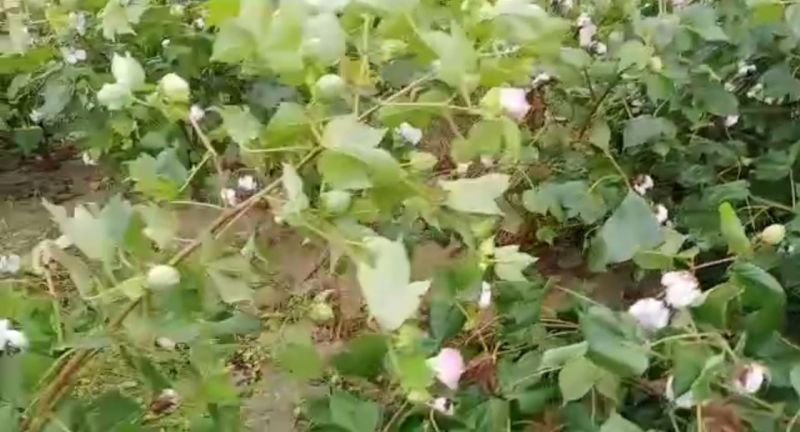 Kapurthala Rain Kapurthala Rain