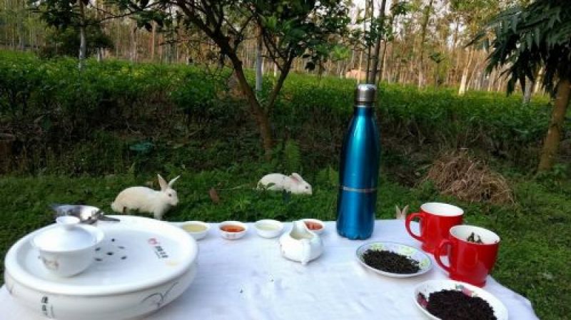 Animal friendly farm