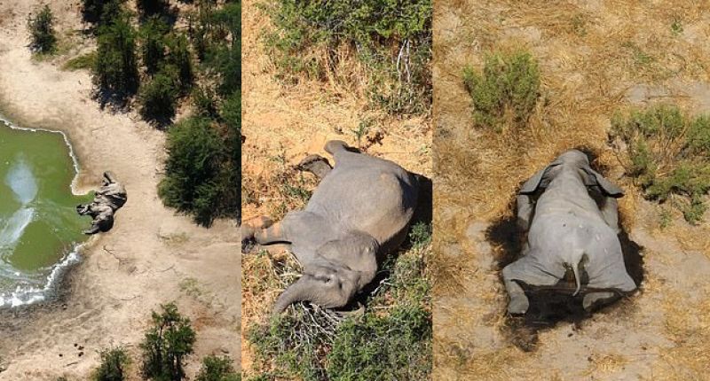 (350 Elephants found Dea