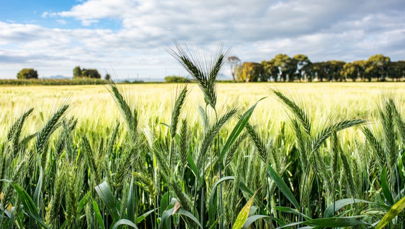 Wheat Crop Wheat Crop