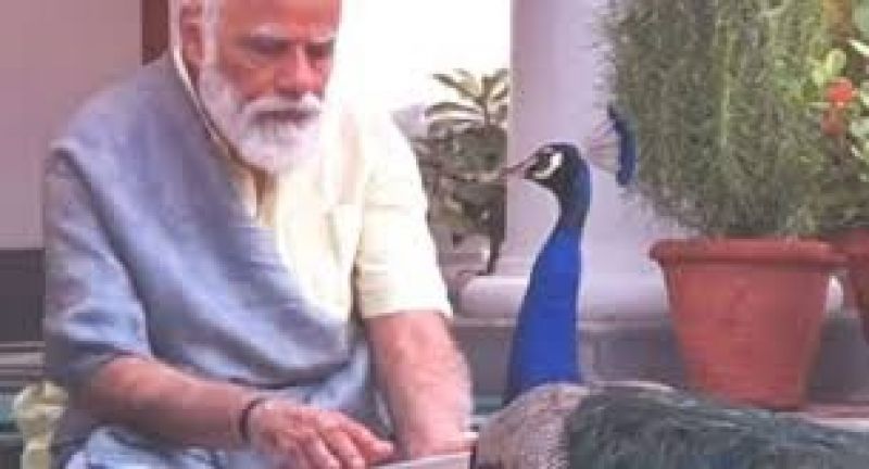PM Modi Shares Video Of His Bond With Peacocks At His Residence PM Modi Shares Video Of His Bond With Peacocks At His Residence