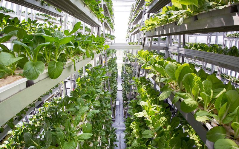 Hydroponic Farming 