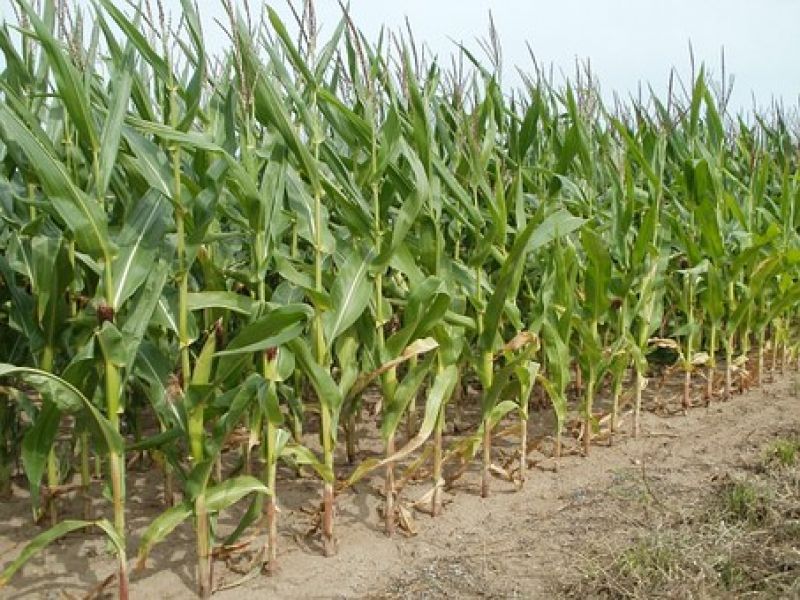 Maize Cultivation 