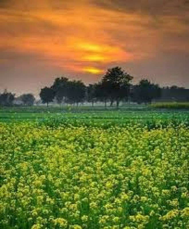  ਗੋਭੀ ਸਰ੍ਹੋਂ ਅਤੇ ਤੋਰੀਆ