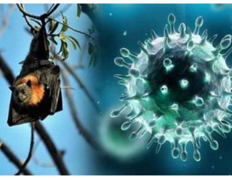 Nipah Virus