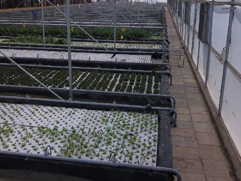  Started Aquaponics Farm