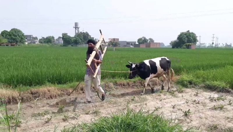 Farmers are forced to cultivate with oxen