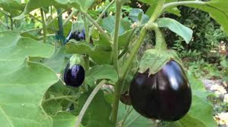  Cultivate Brinjal