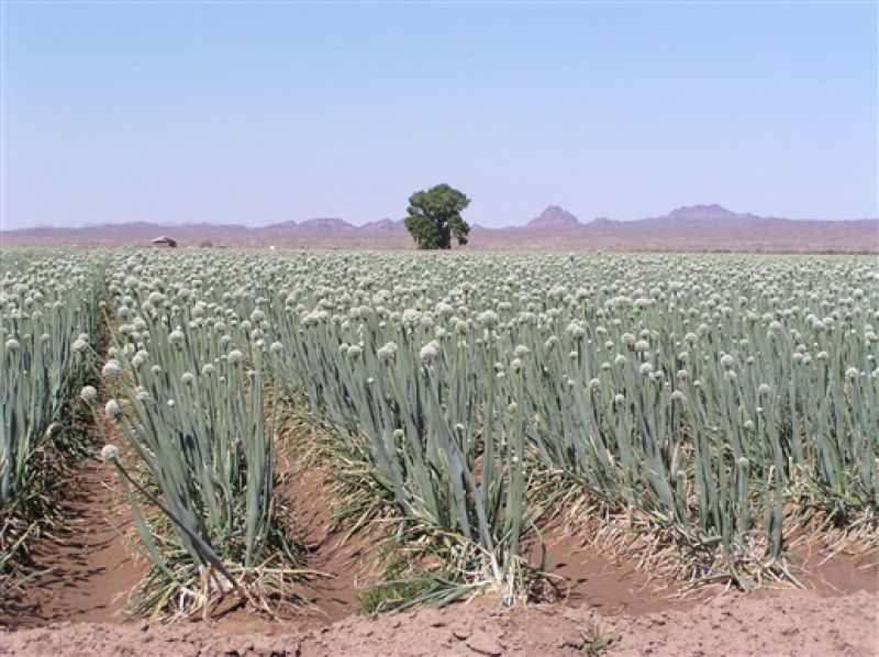 Onion Farms