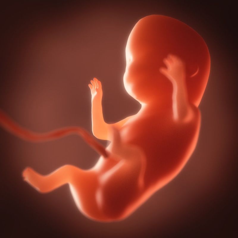 Now Embryo's 3D photo is possible to taken