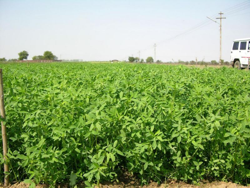  Trifolium alexandrinum 