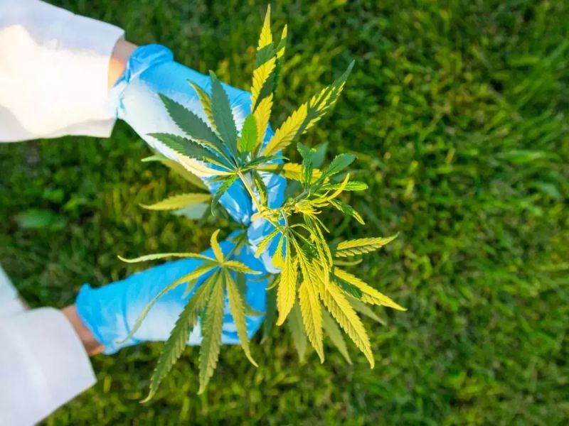 Thailand gives legal recognition to cannabis cultivation