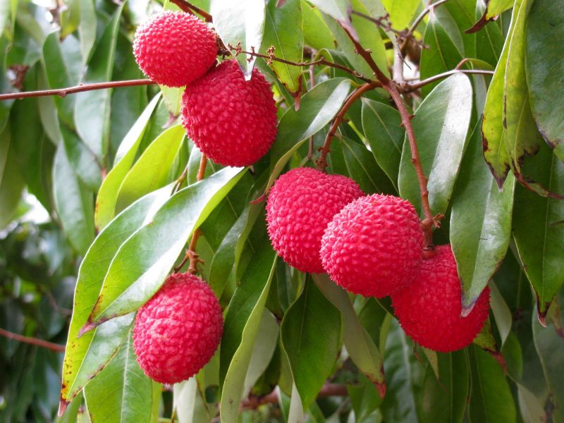 Litchi 