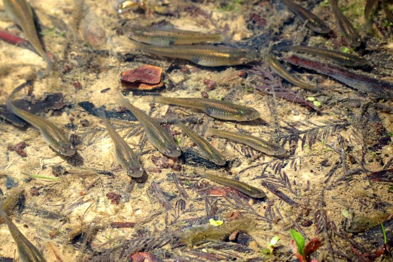 mosquitofish