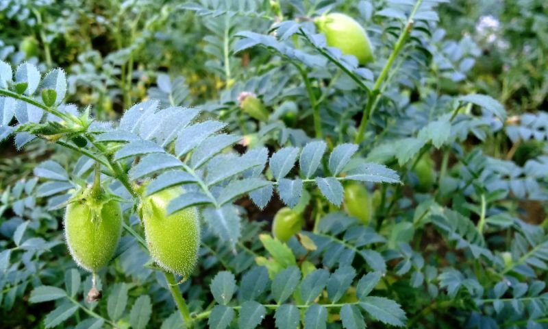 Gram Crop Gram Crop