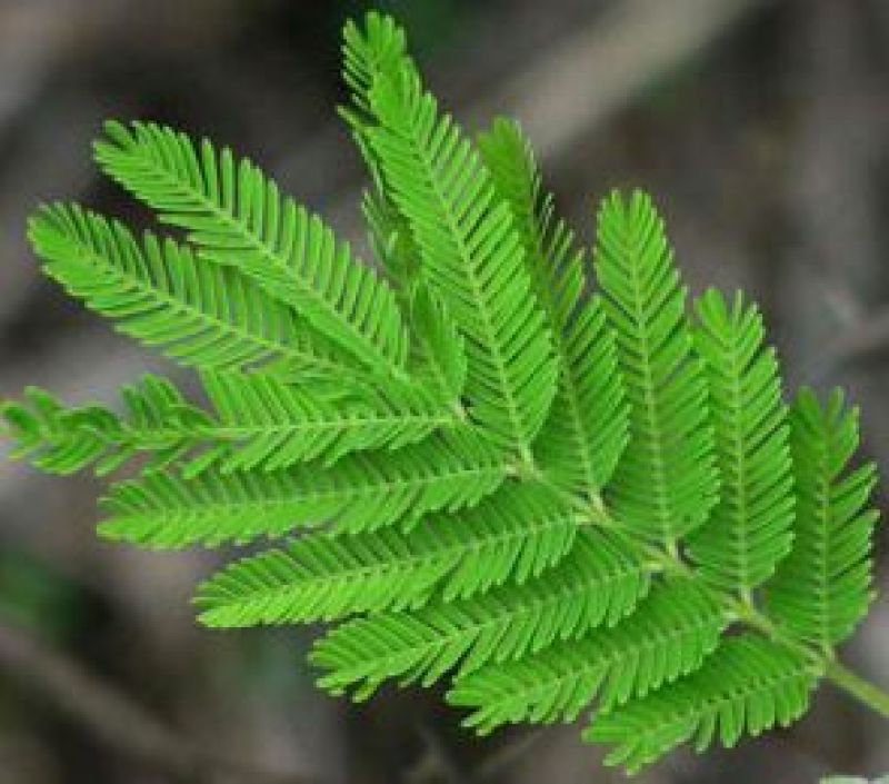 ਕਿੱਕਰ ਦੇ ਪੱਤੇ 