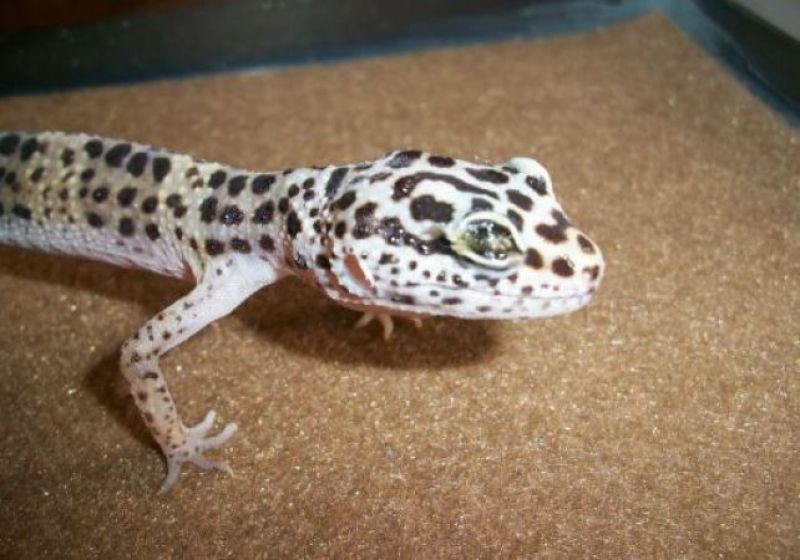 gecko lizard costly unique lizard