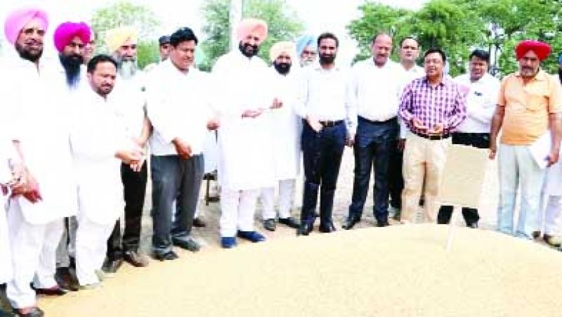 Buying Wheat by Govt Buying Wheat by Govt