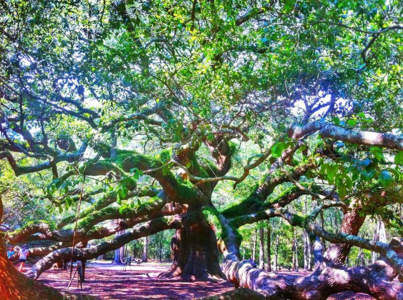 Angel Oak Tree
