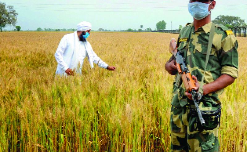 ਅੰਮ੍ਰਿਤਸਰ 'ਚ ਅਪਣੇ ਖੇਤ ਪੁੱਜ ਕੇ ਇਕ ਕਿਸਾਨ ਕਣਕ ਦੀ ਫ਼ਸਲ ਨੂੰ ਟੋਂਹਦਾ ਹੋਇਆ ਅਤੇ ਦੇਸ਼ ਭਰ 'ਚ ਤਾਲਾਬੰਦੀ ਹੇਠ ਇਕ ਬੀ.ਐਸ.ਐਫ਼. ਜਵਾਨ ਡਿਊਟੀ ਦਿੰਦਾ ਹੋਇਆ।