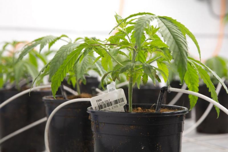 US House passes federal cannabis decriminalisation bill