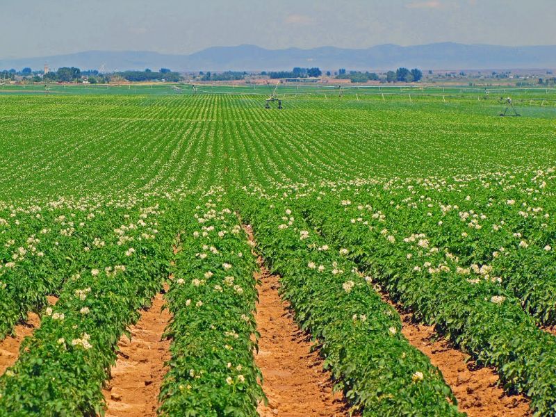 Potato Feiled In Punjab