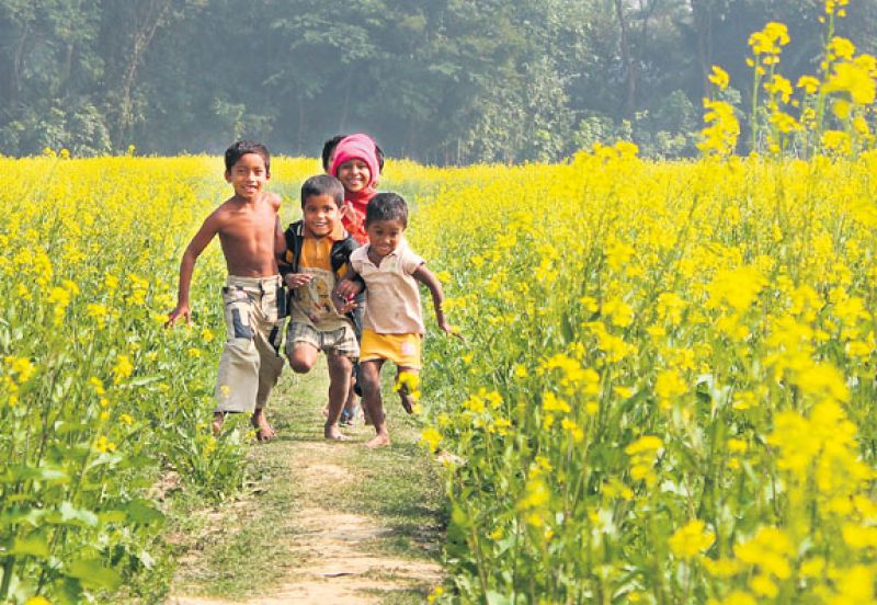 ਗੋਭੀ ਸਰ੍ਹੋਂ ਅਤੇ ਤੋਰੀਆ